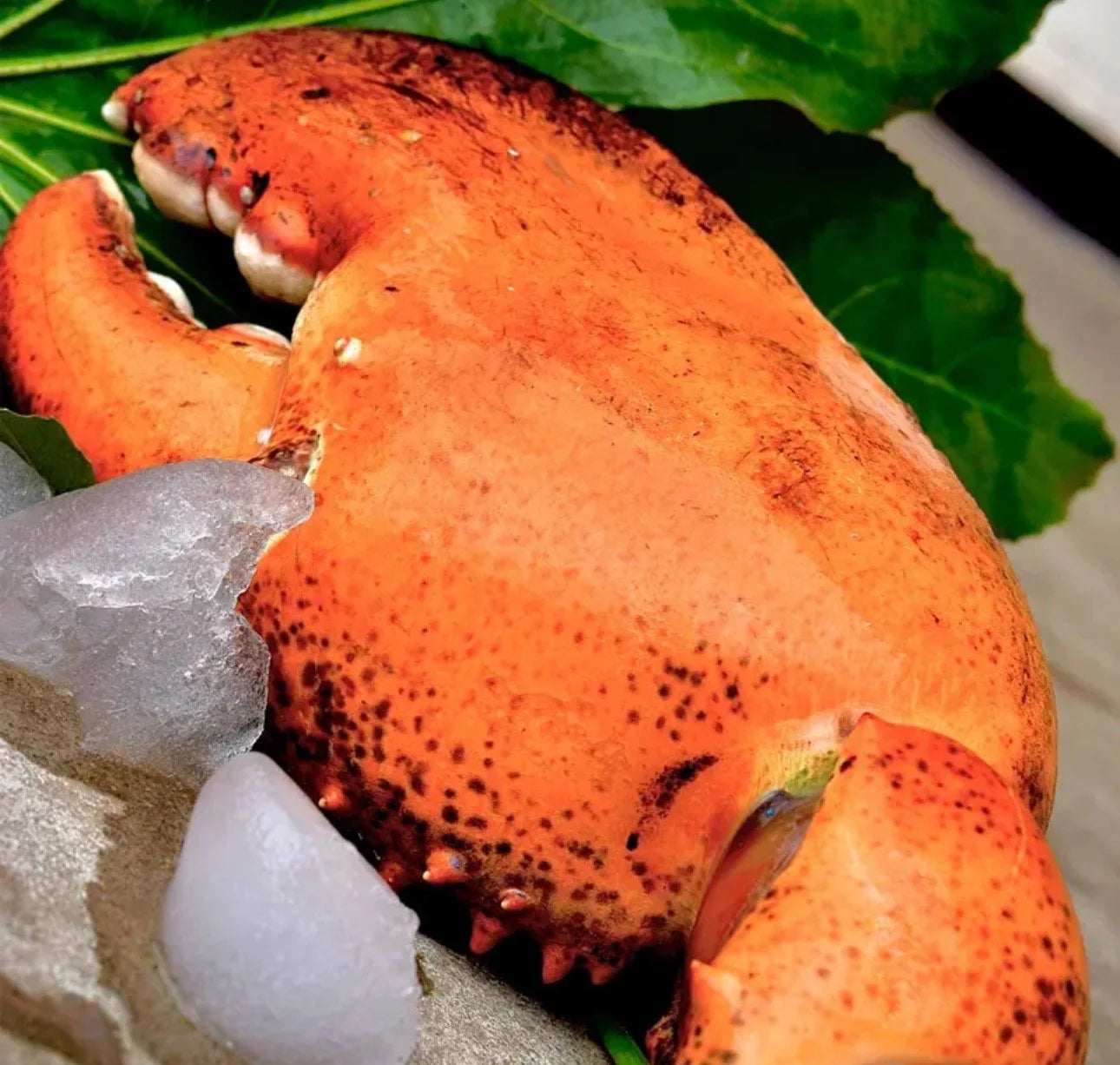 Giant kg-Grade Lobster Claw | Super Thick & Juicy | Premium Seafood Singapore - Only S$9.90